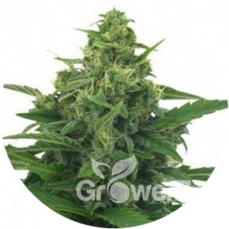 LSD Auto Fem.