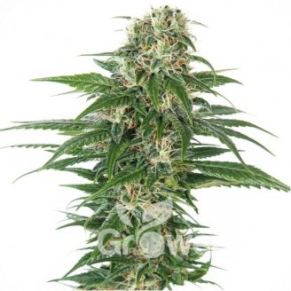 Speed + Auto Fem.