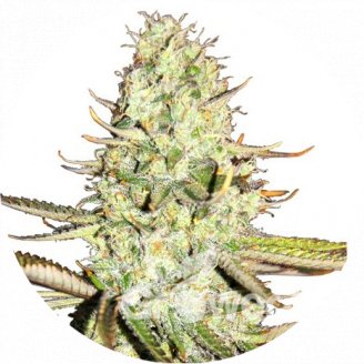 Opium Auto Fem.