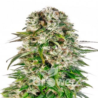 Big Bud Auto Fem.