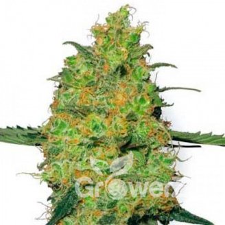 HulkBerry Fem.