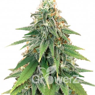 Godzilla Glue Fem.