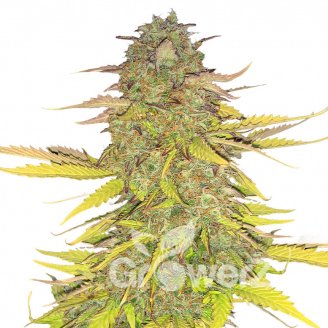 Acid Rain Auto Fem.