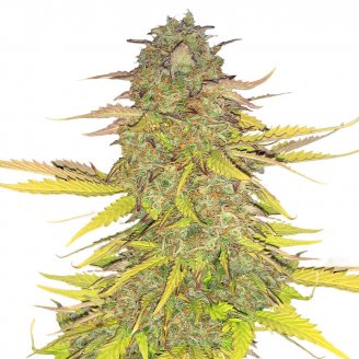 Купить семена марихуаны Acid Rain Auto Fem.