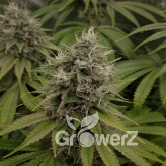 Pink Rozay Fem.