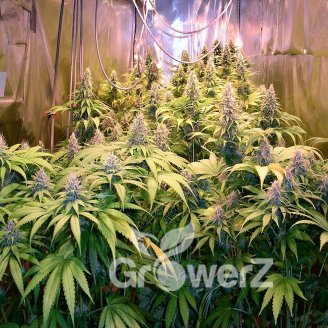Bruce Banner Fem.