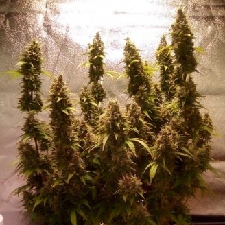 Future #1 Fem.