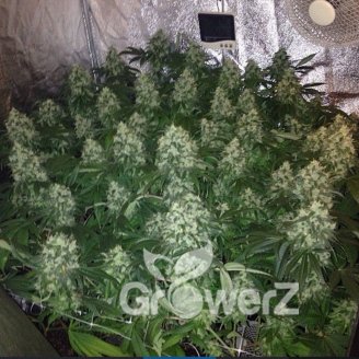 Gorilla Glue Fem.