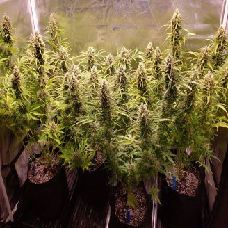 Gorilla Berry Auto Fem.