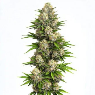 Купить семена марихуаны Hellfire OG Auto Fem.