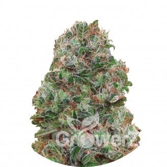 Bubble Gum Fem.