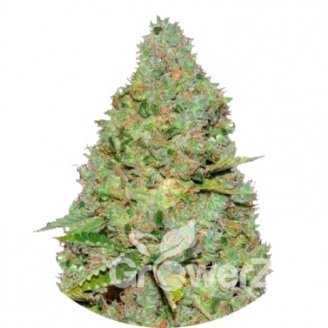 Critical Auto Fem.