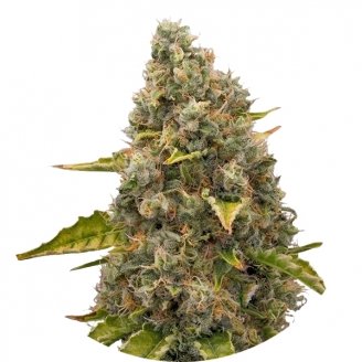 Купить семена марихуаны White Widow Reg.